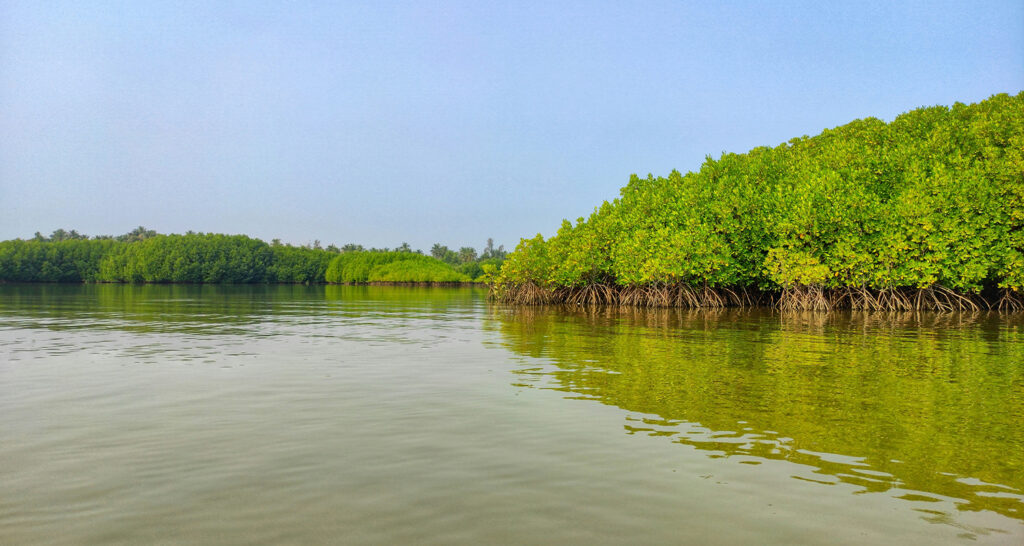 Hutan Mangrove