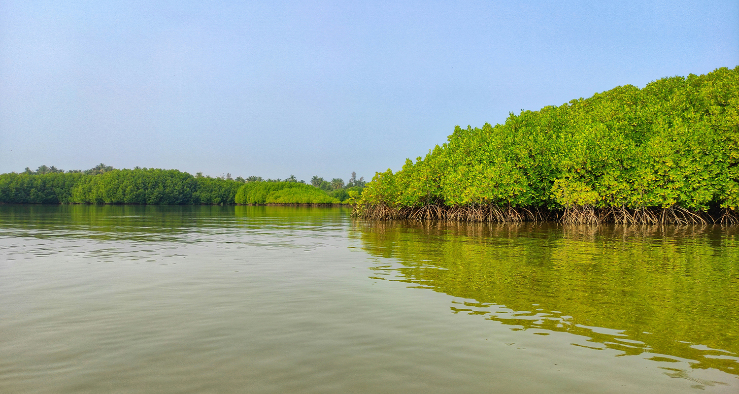 Hutan Mangrove