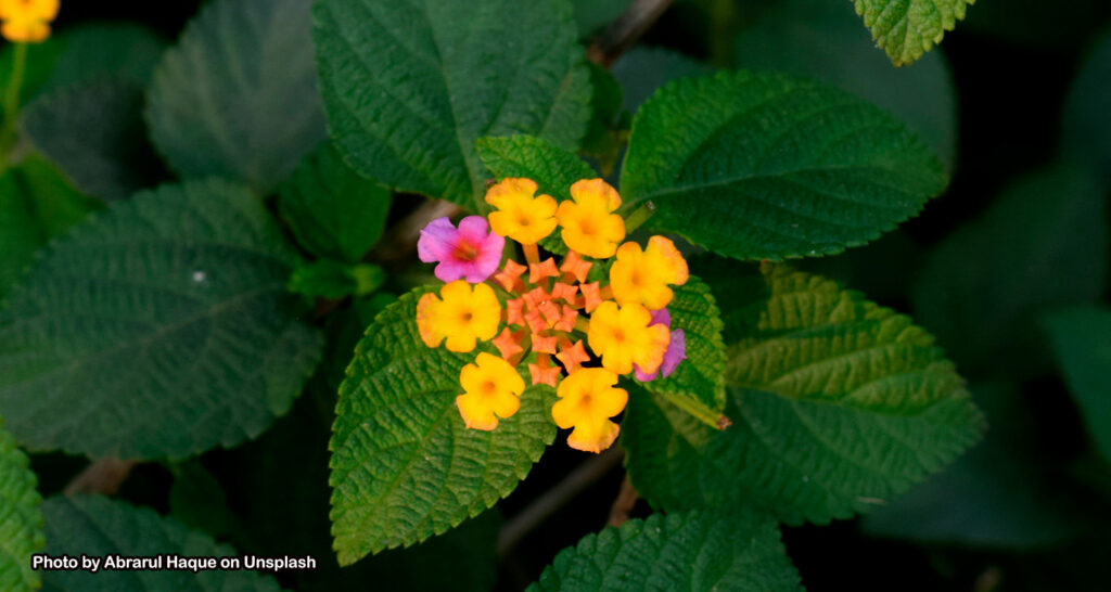 Lantana camara