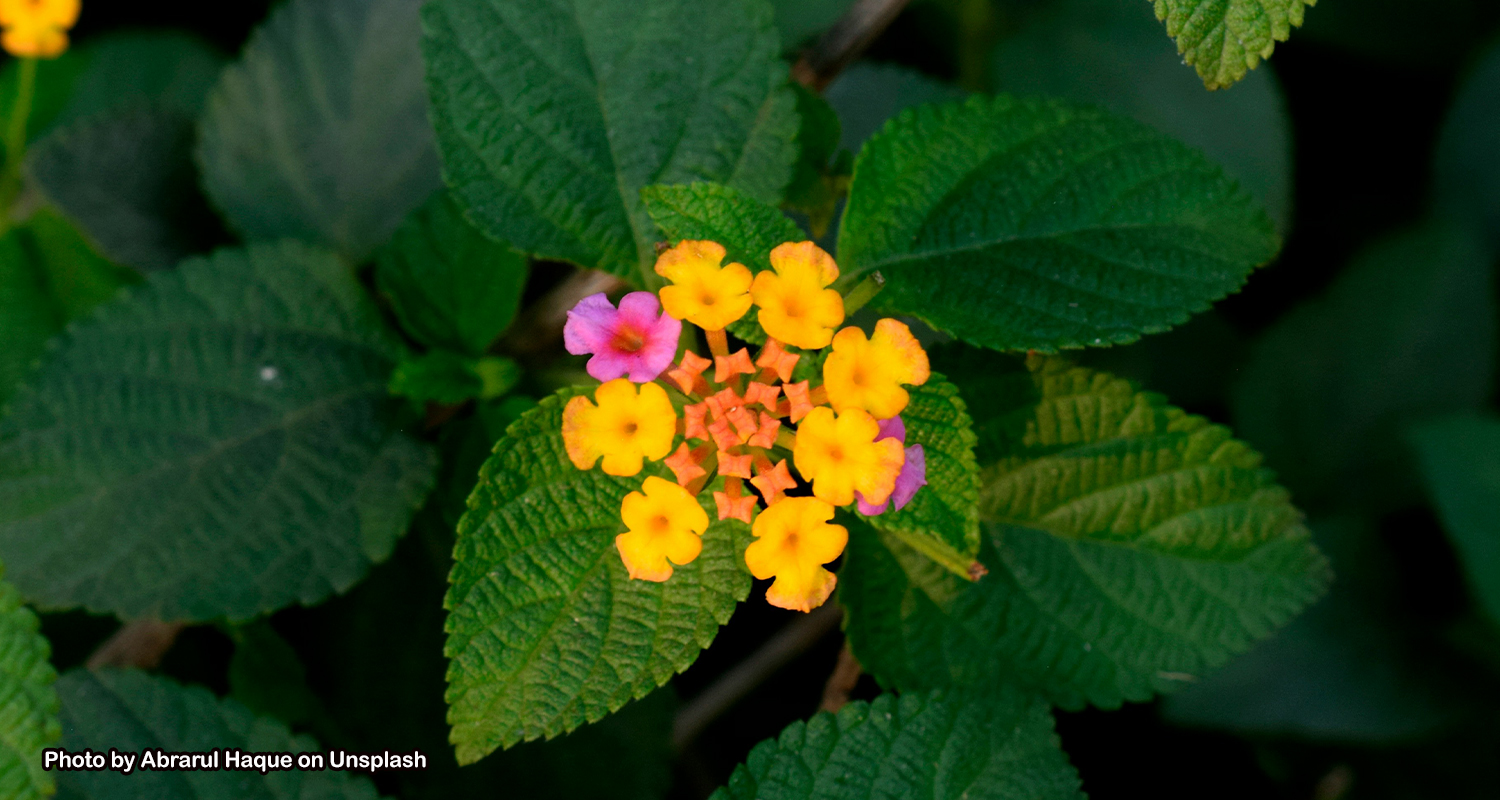 Lantana camara