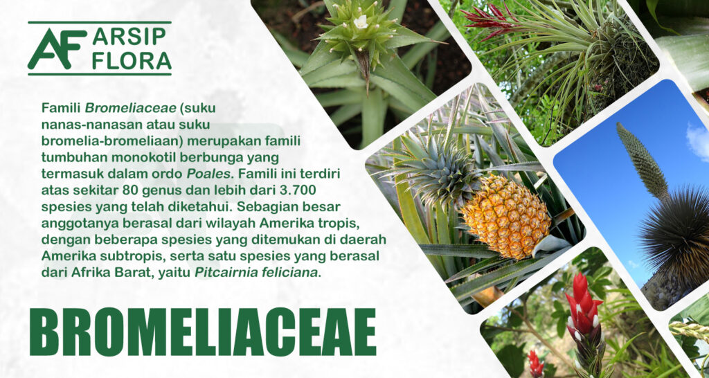 Bromeliaceae