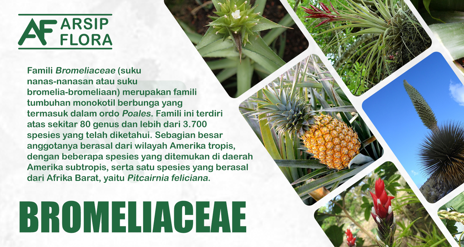 Bromeliaceae