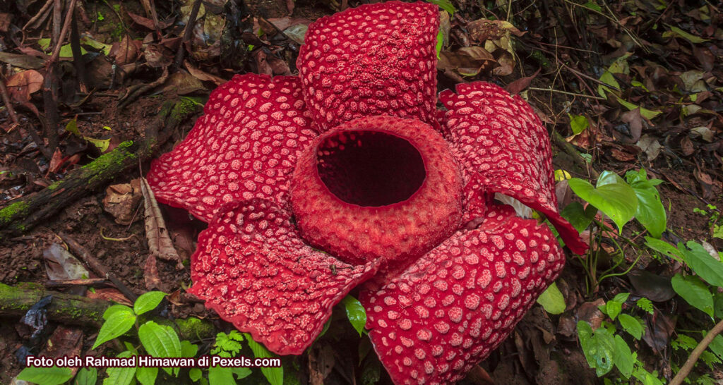 Rafflesia arnoldii