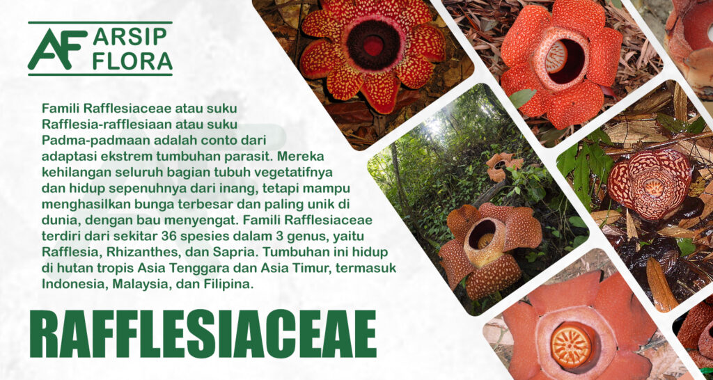 Rafflesiaceae