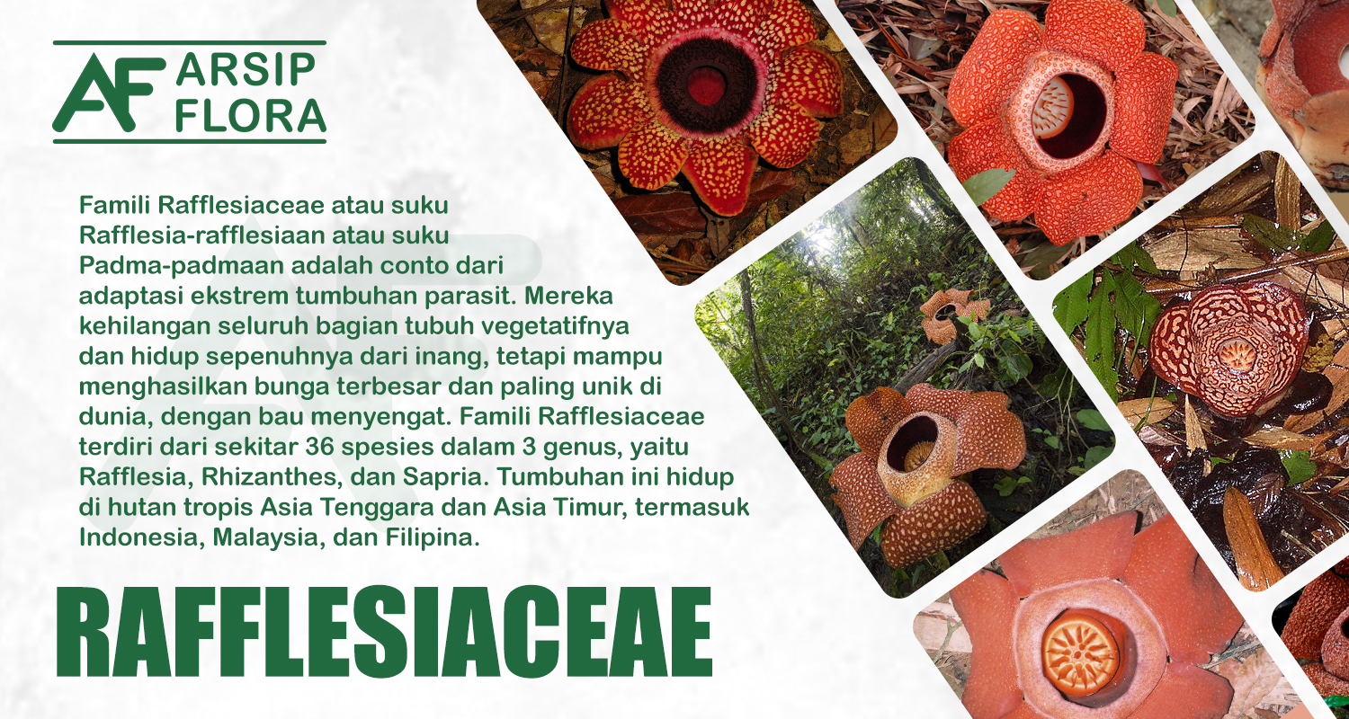 Rafflesiaceae