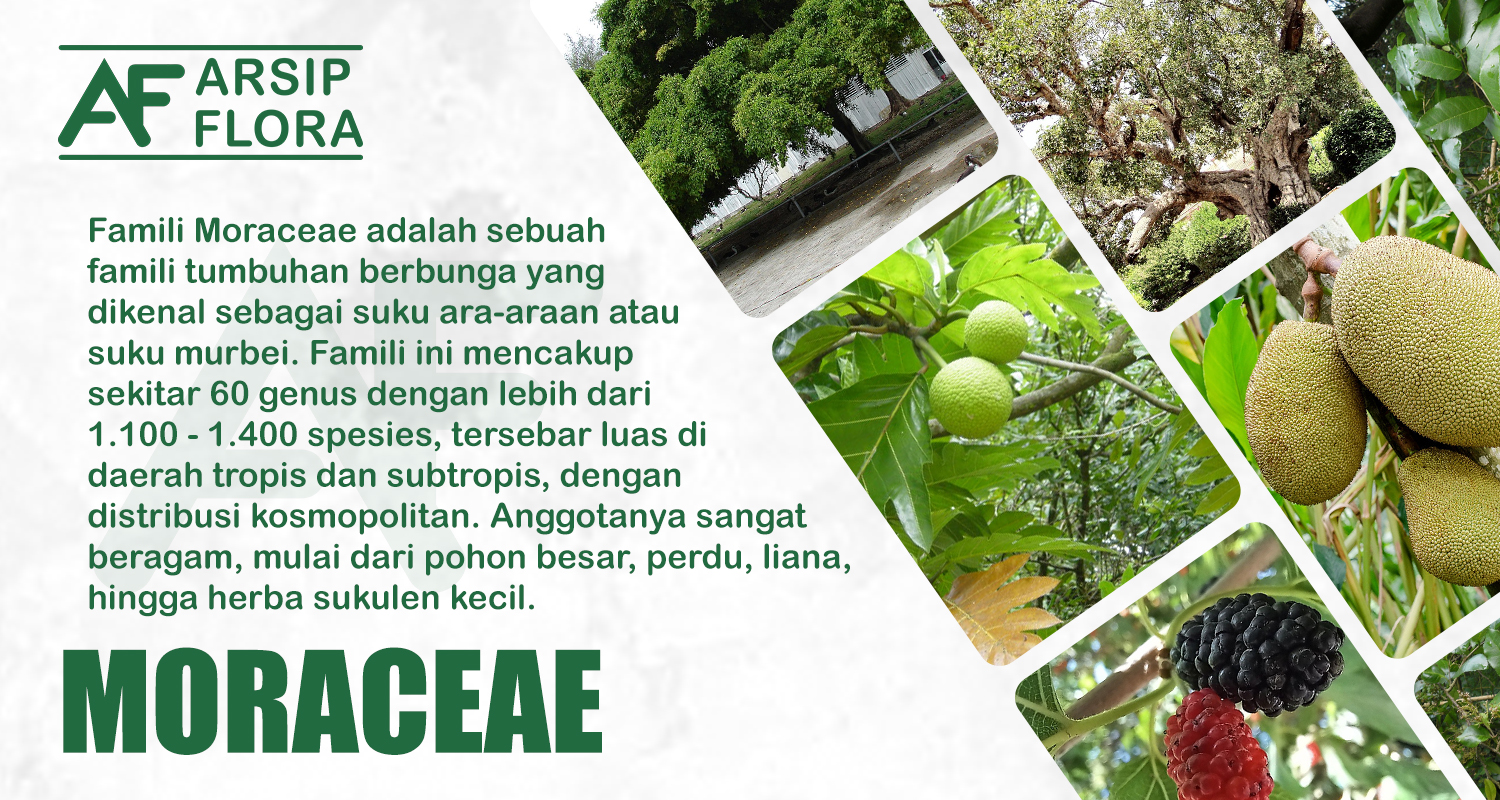 Moraceae