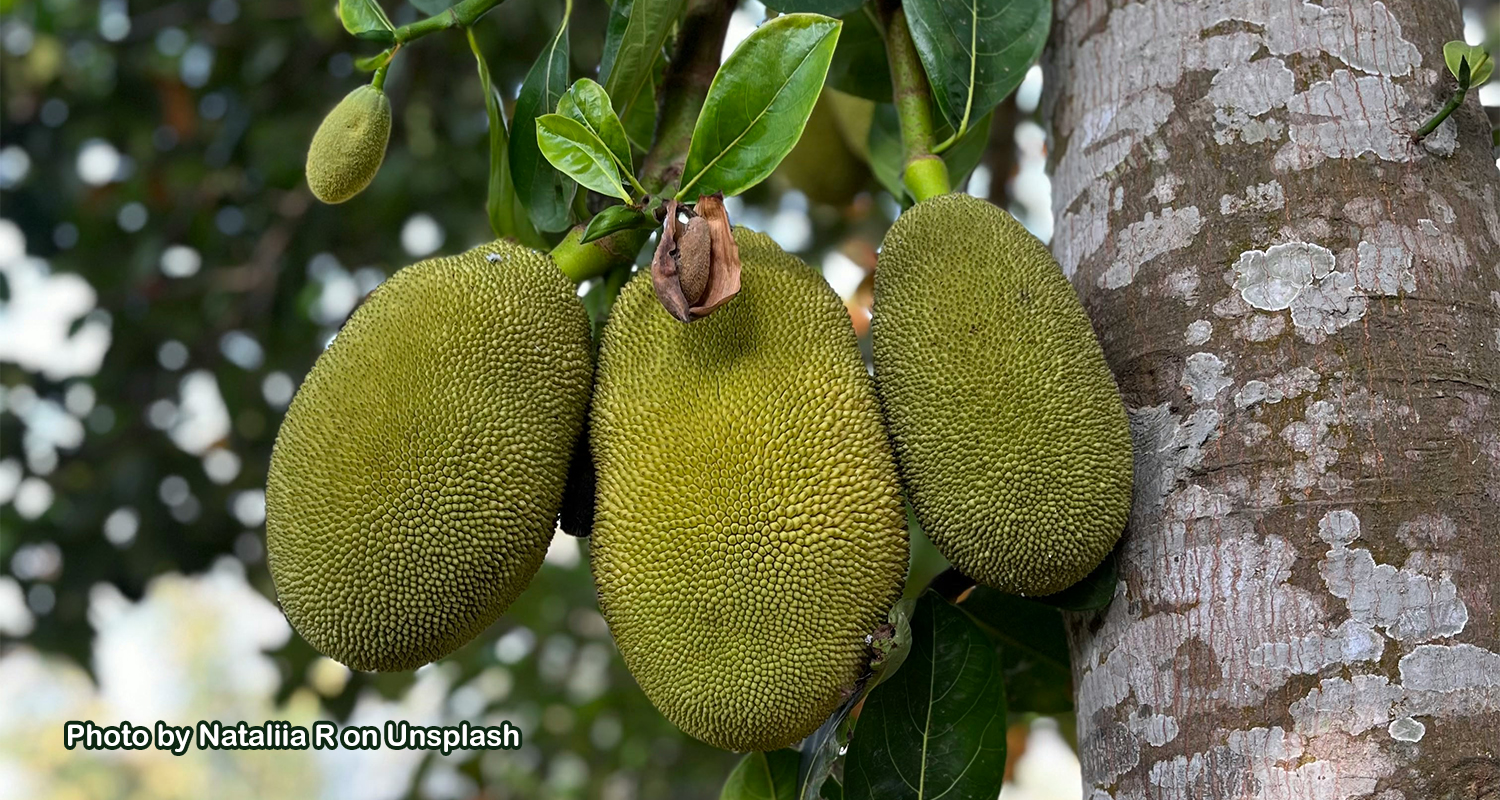 Nangka