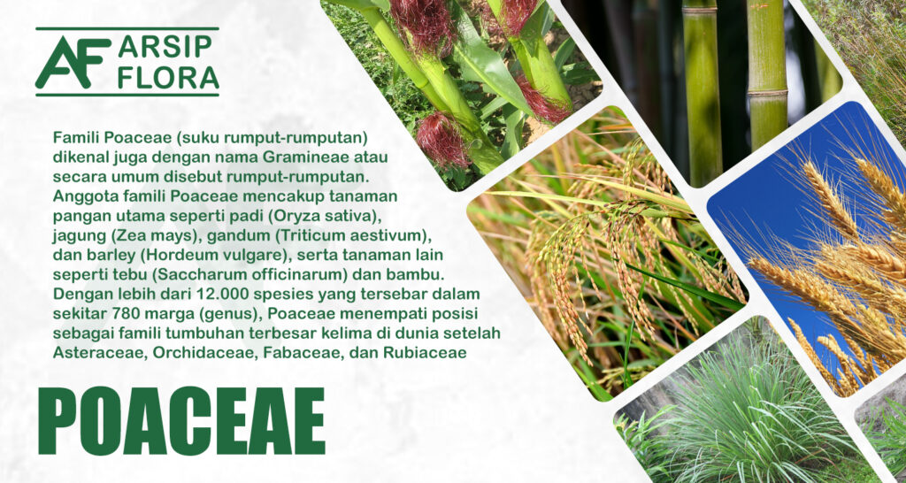 famili Poaceae
