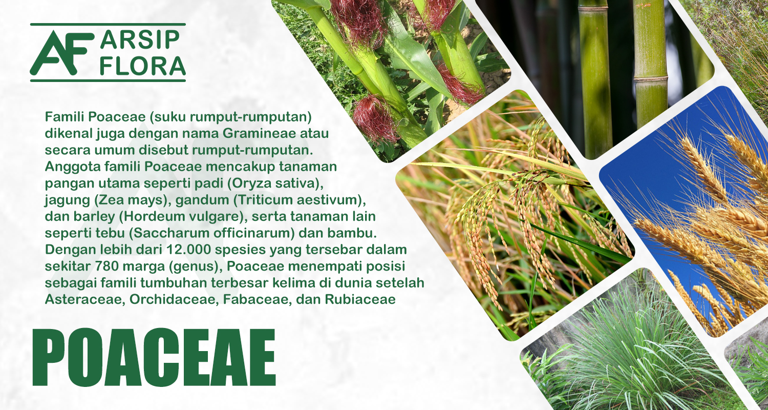 famili Poaceae