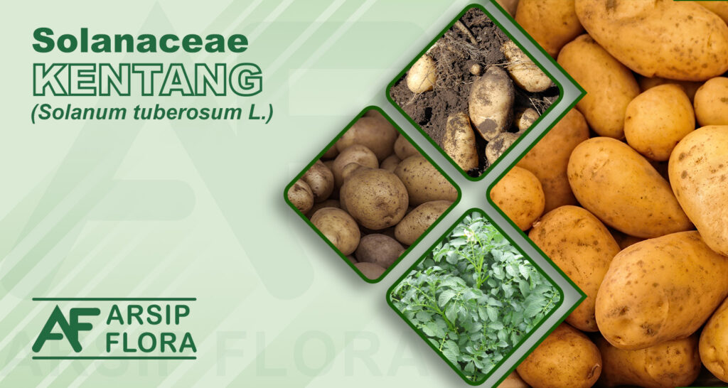 Solanum tuberosum L. (Kentang)