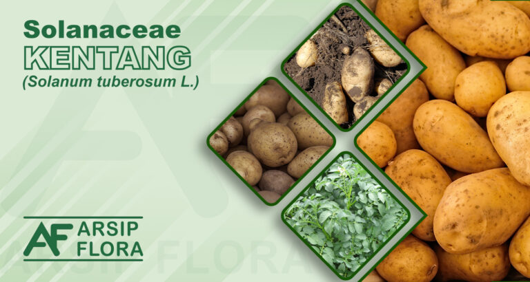 Solanum tuberosum L. (Kentang)