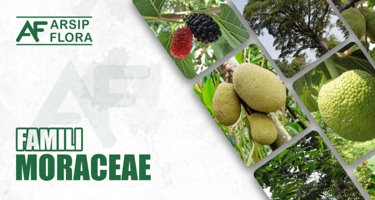Moraceae