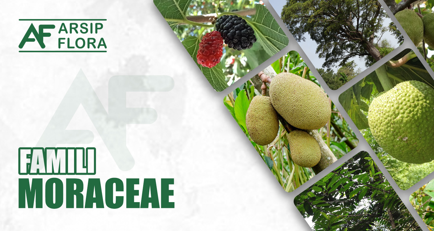 Moraceae