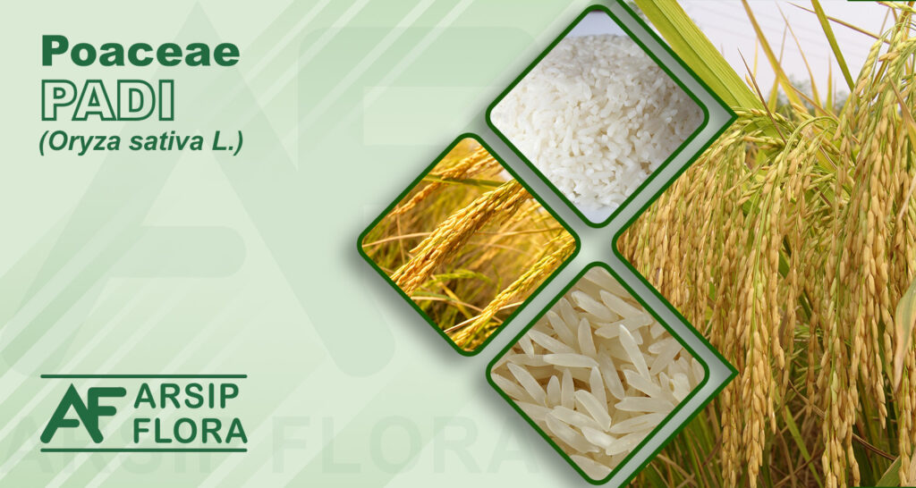 Oryza sativa L. (Padi)