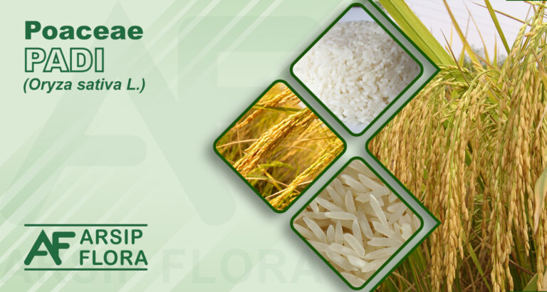 Oryza sativa L. (Padi)