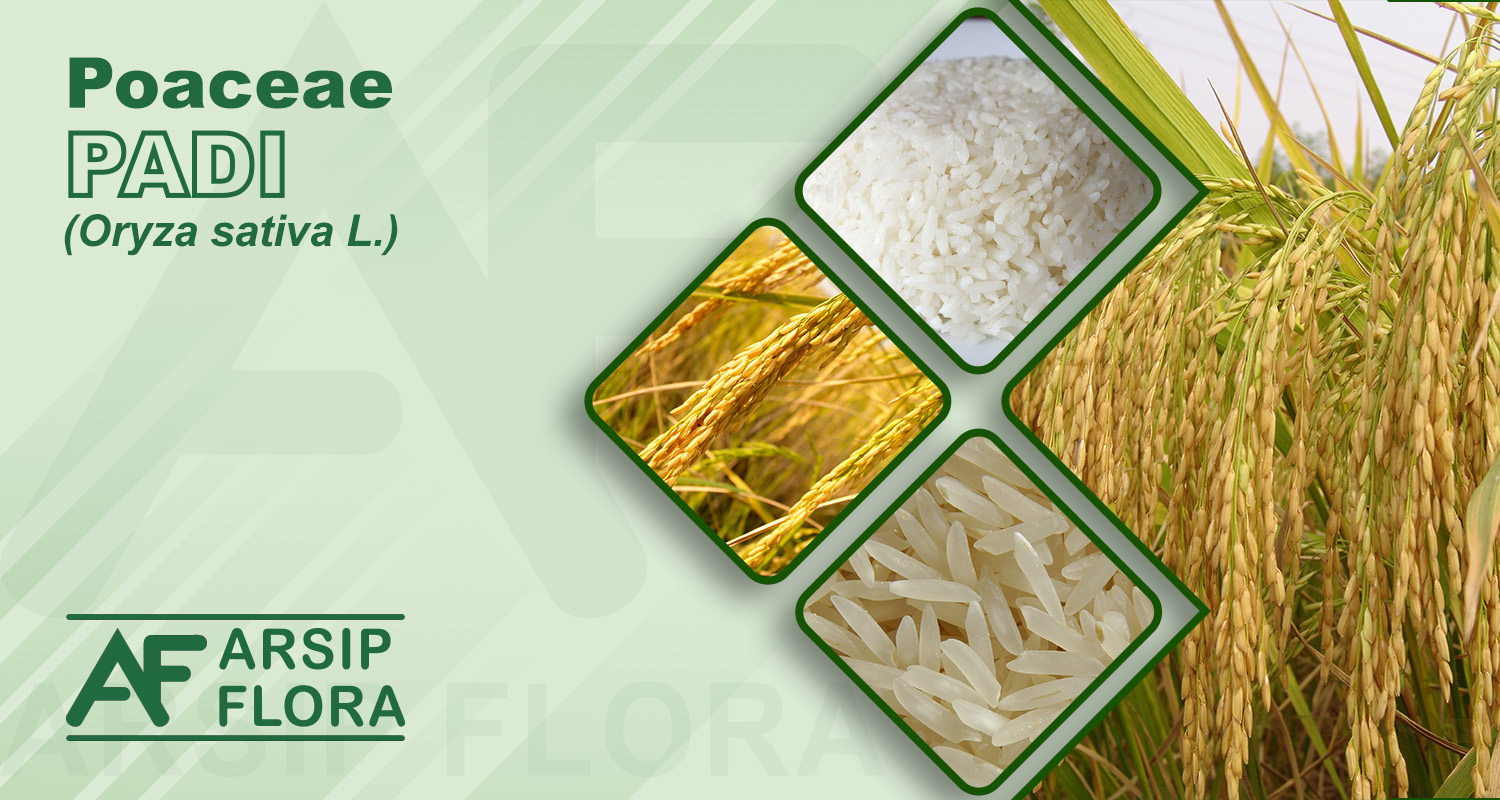 Oryza sativa L. (Padi)