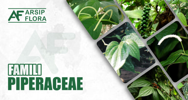 Piperaceae