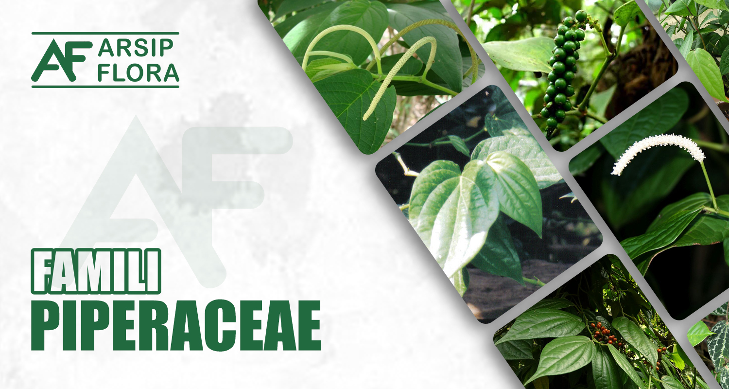 Piperaceae