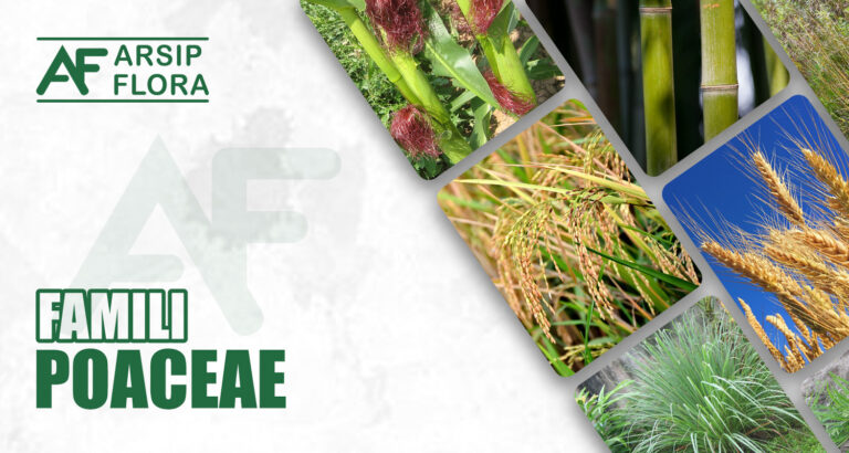 Poaceae