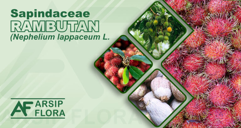 Nephelium lappaceum L. (Rambutan)
