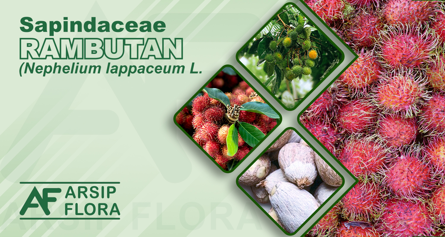 Nephelium lappaceum L. (Rambutan)