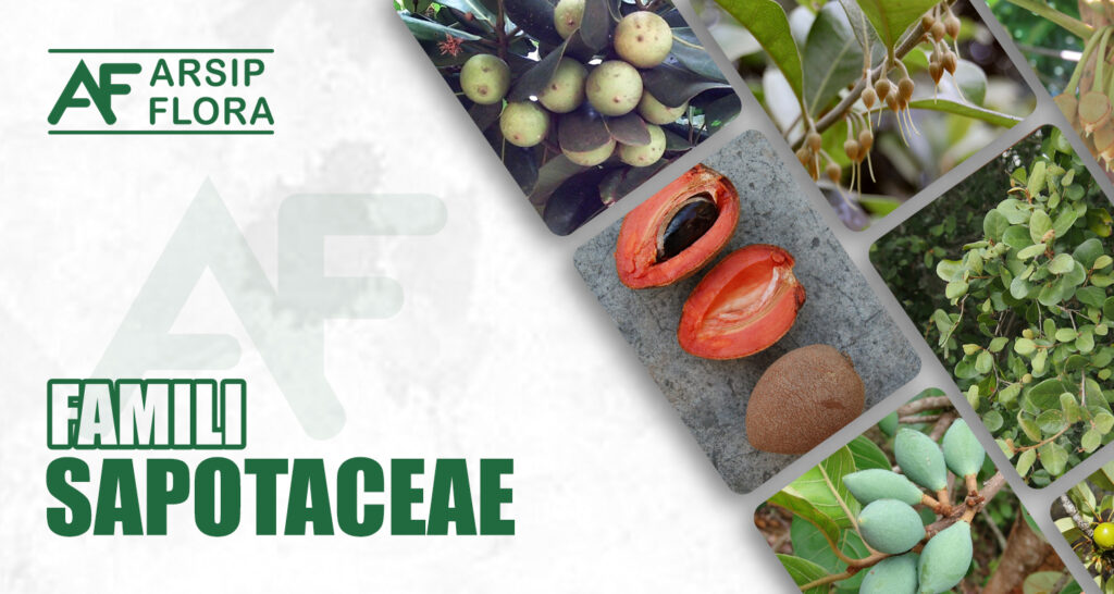 Sapotaceae