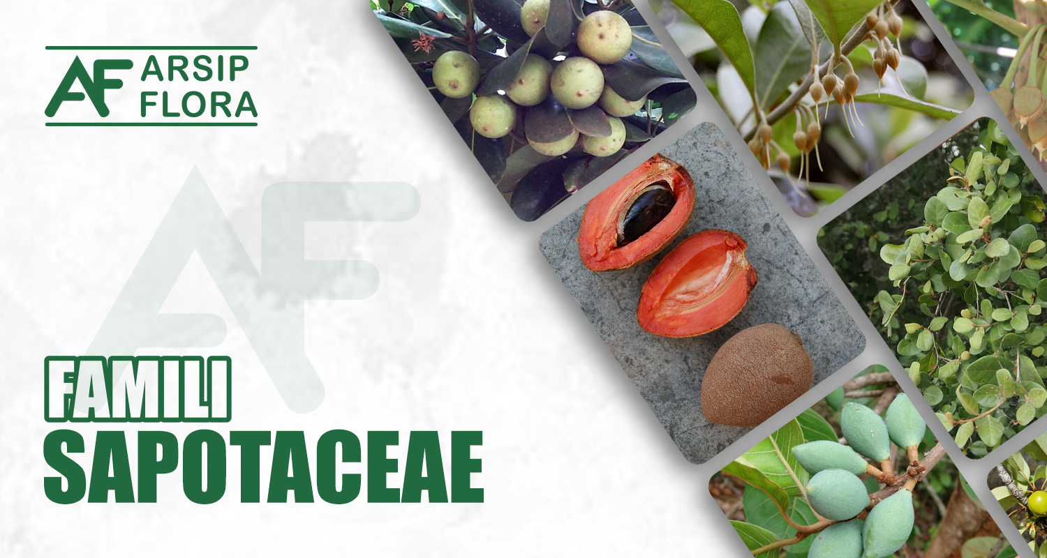 Sapotaceae