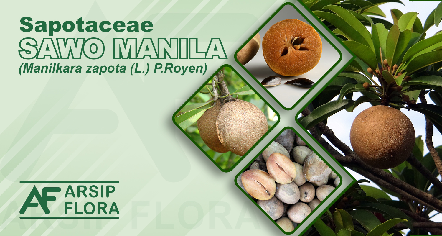 Manilkara zapota (L.) P.Royen (Sawo Manila)