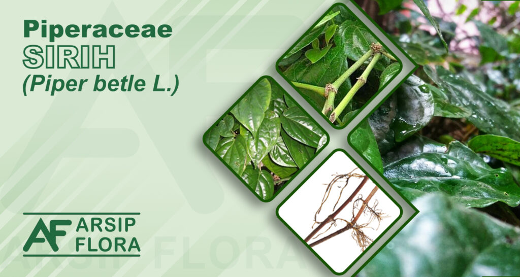 Piper betle L. (Sirih)