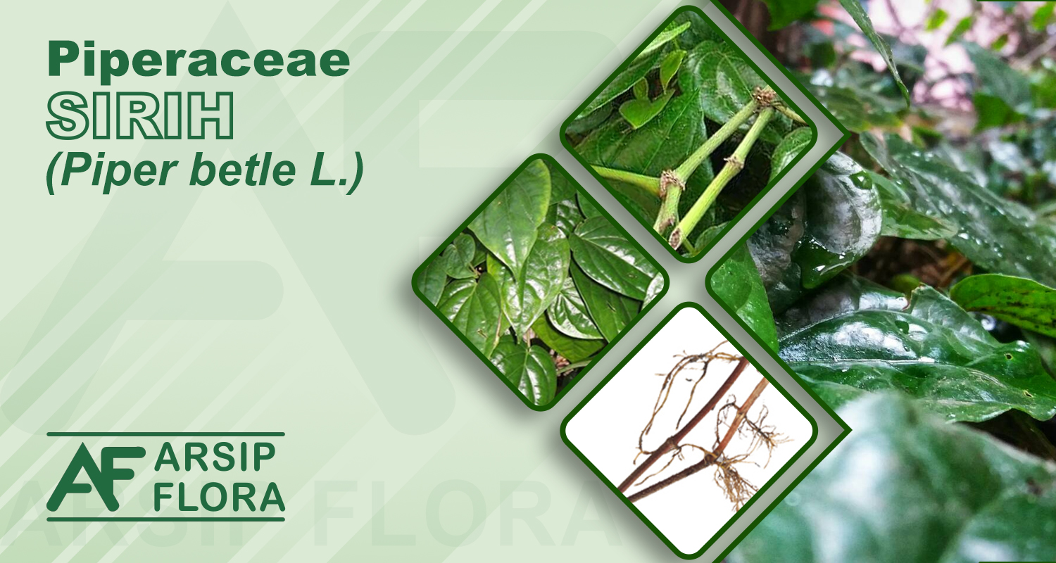 Piper betle L. (Sirih)