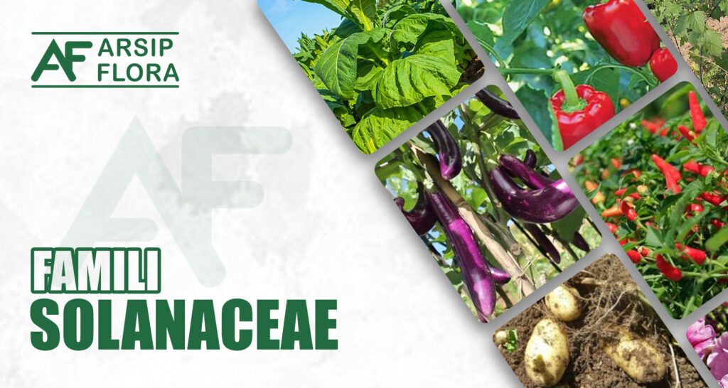 Solanaceae