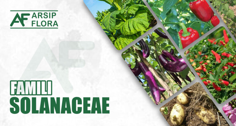 Solanaceae
