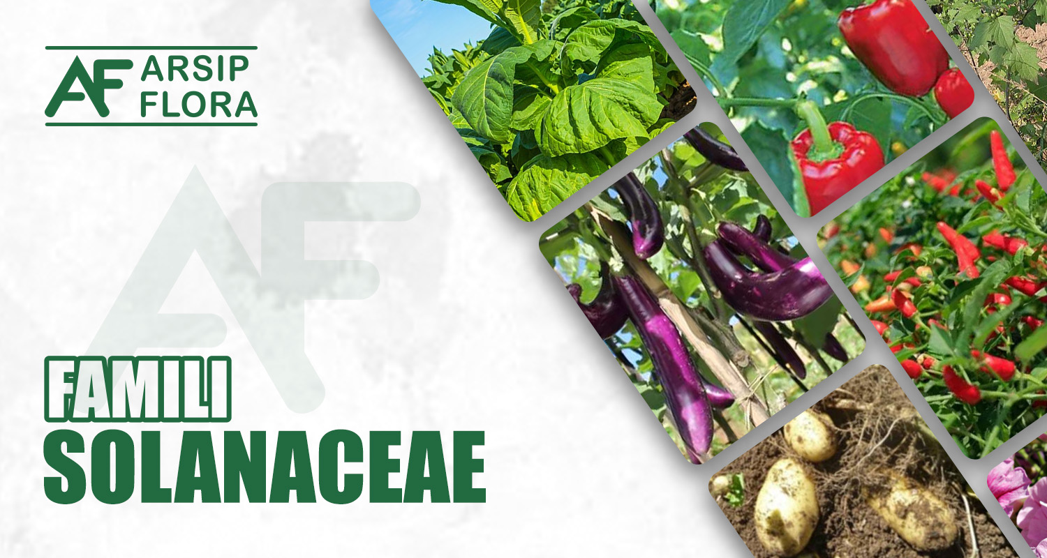Solanaceae