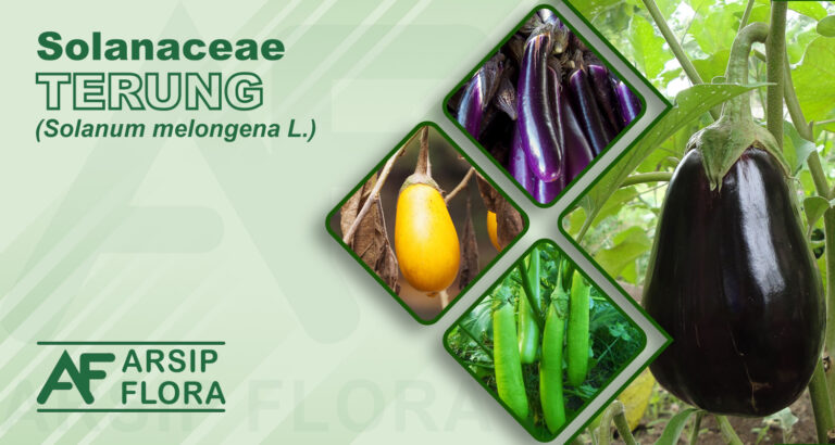 Solanum melongena L. (Terung)