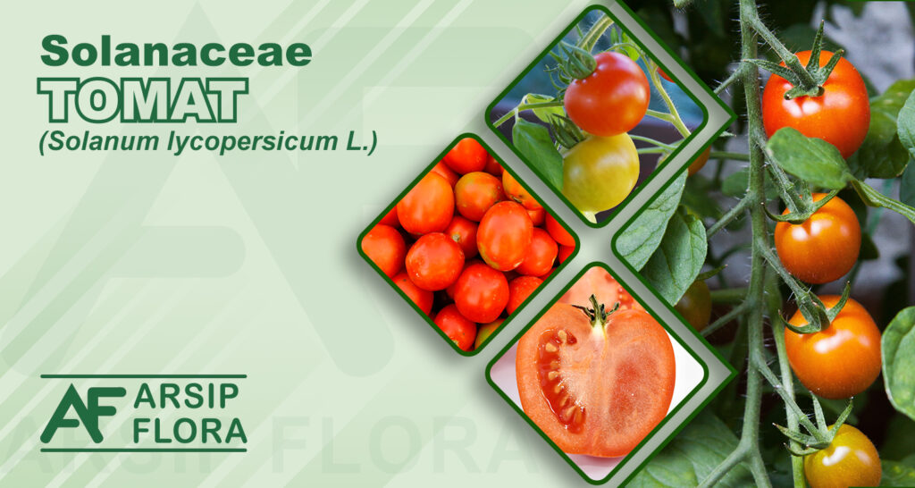 Solanum lycopersicum L. (Tomat)