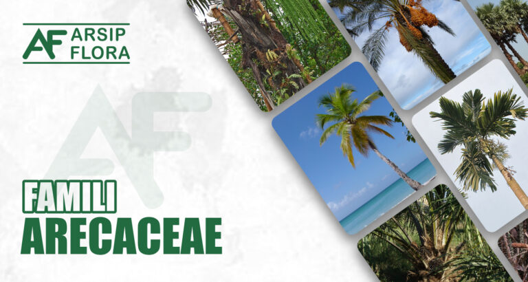 Arecaceae