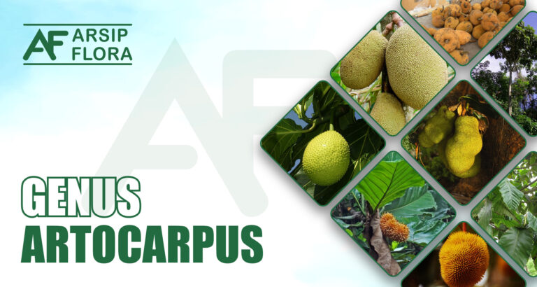 Artocarpus