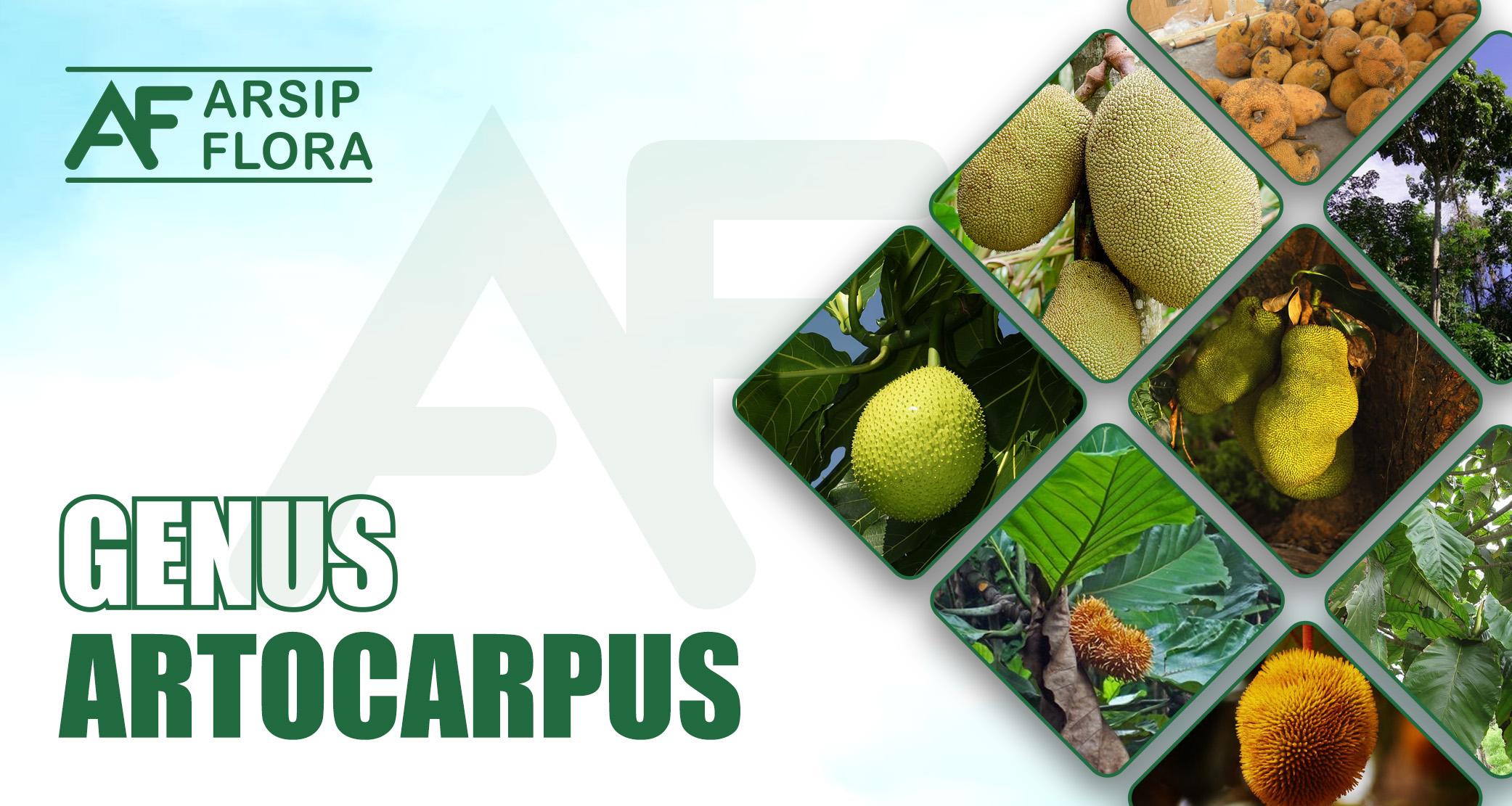 Artocarpus