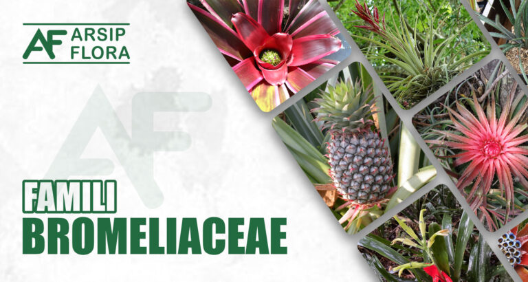 Bromeliaceae