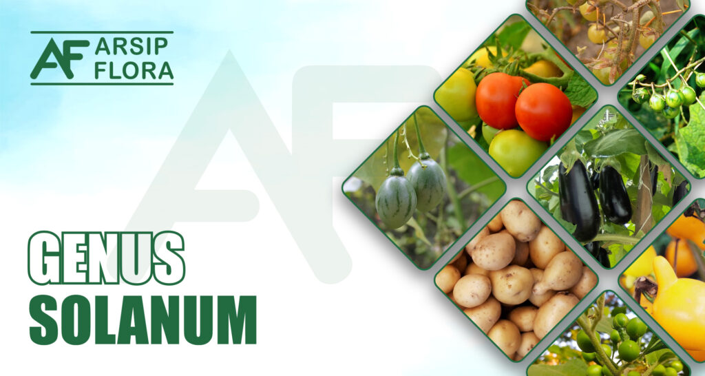 Solanum