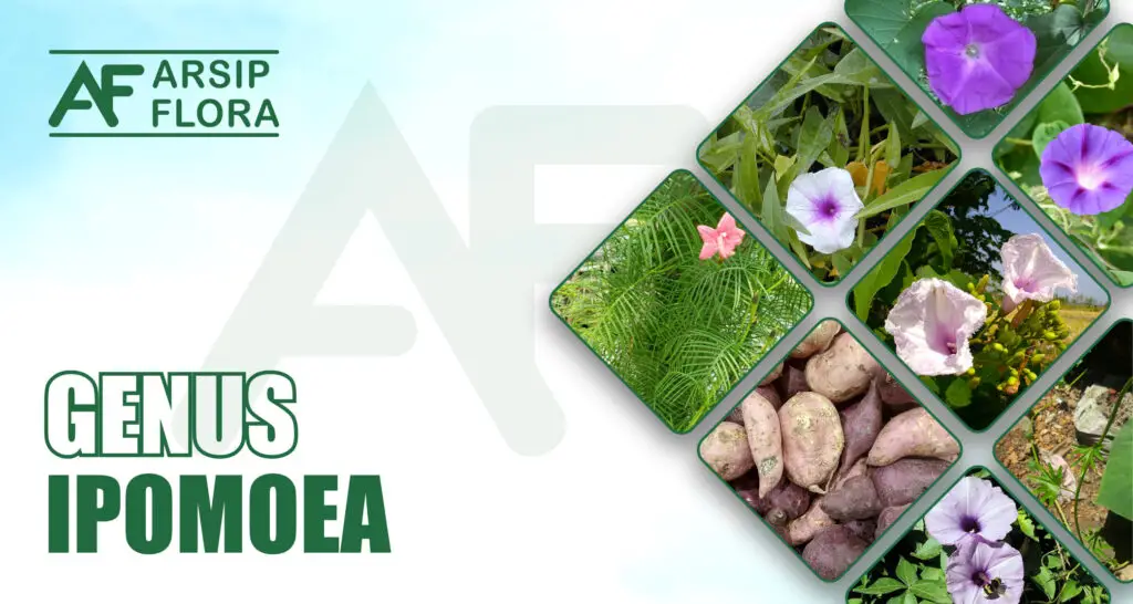 Ipomoea