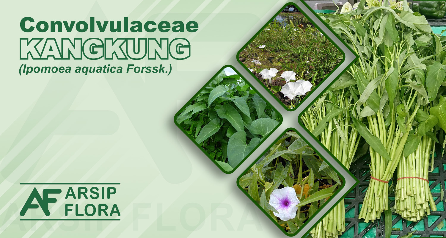 Ipomoea aquatica Forssk. (Kangkung)