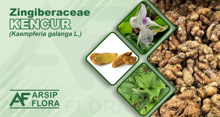 Kaempferia galanga L. (Kencur)