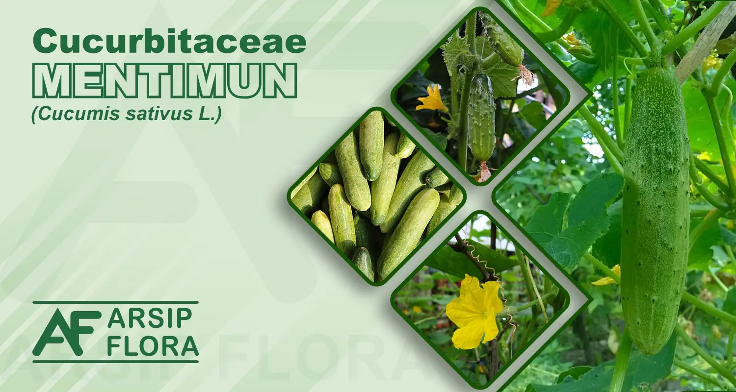Cucumis sativus L. (Mentimun)