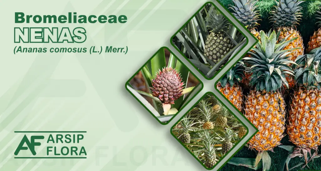 Ananas comosus (L.) Merr. (Nenas)