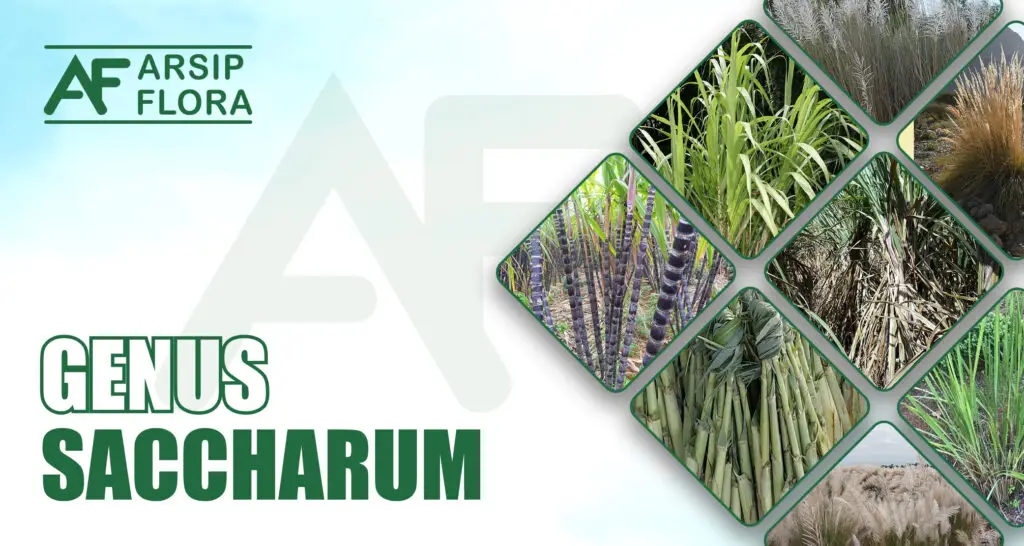 Saccharum