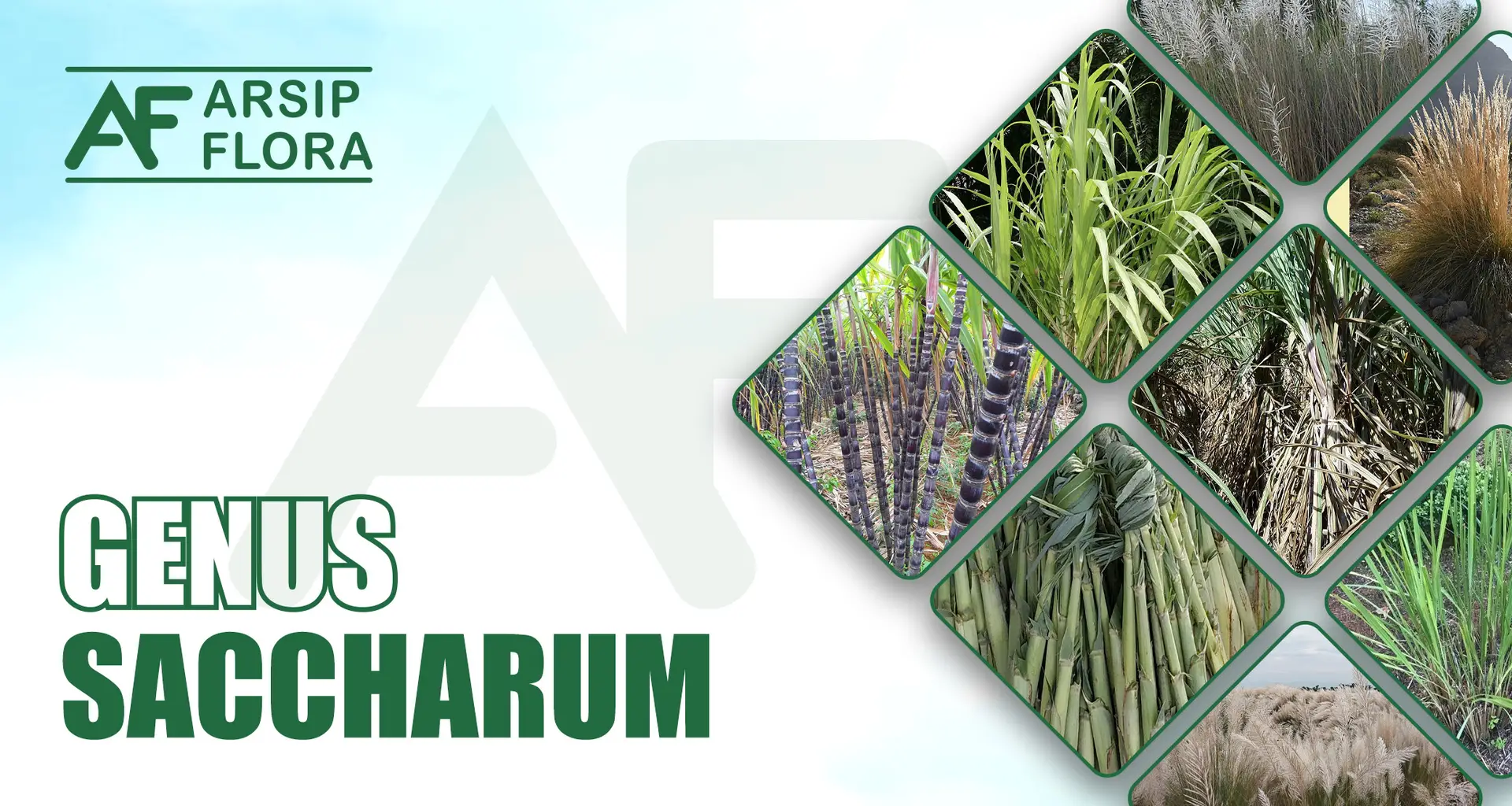 Saccharum
