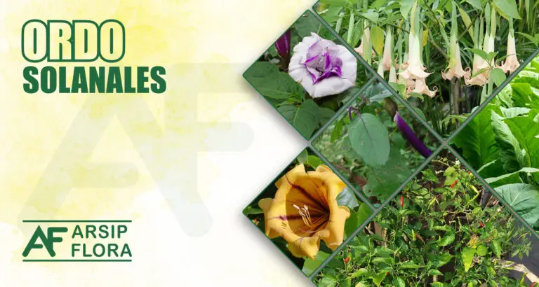Solanales