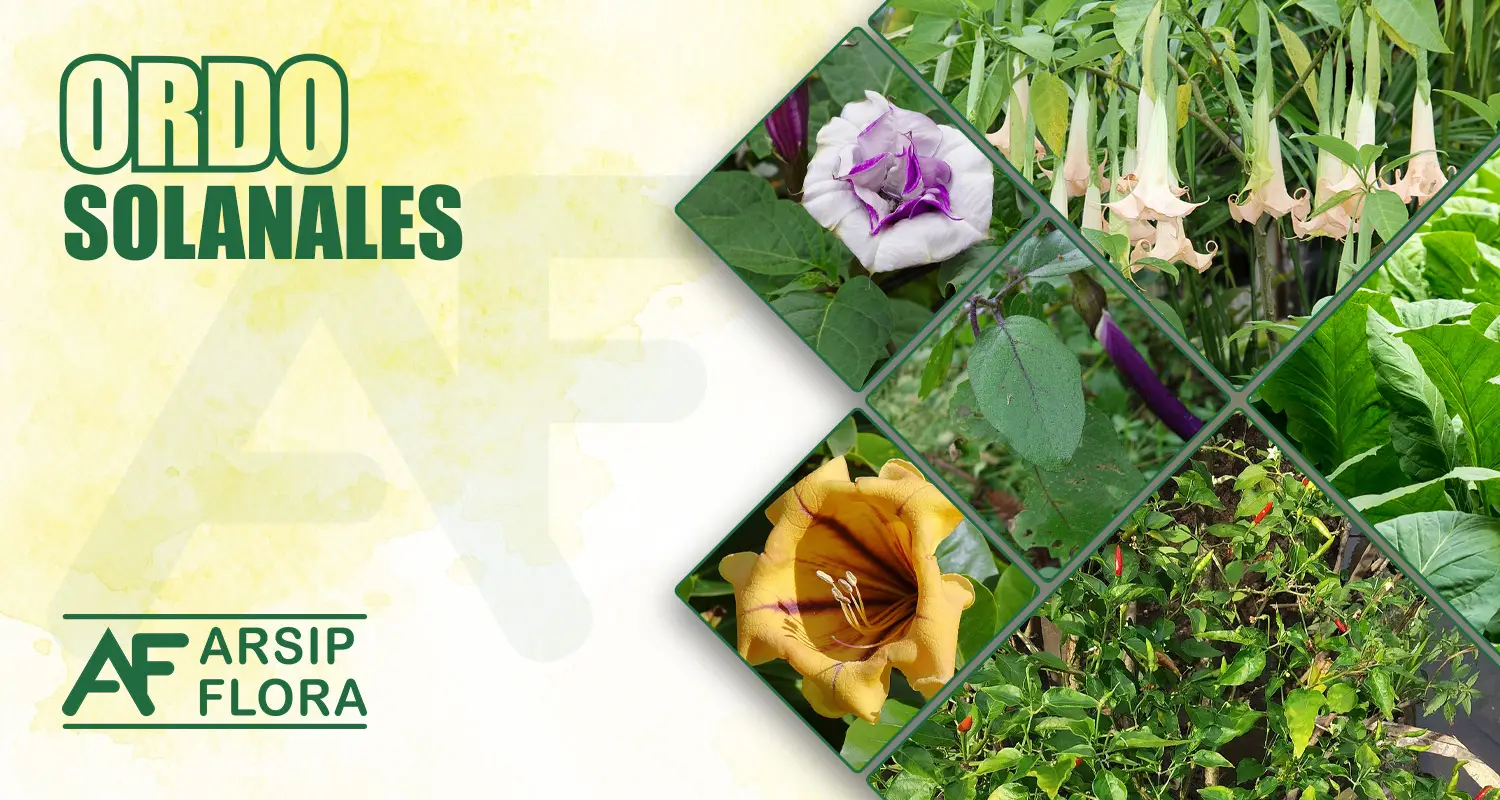 Solanales