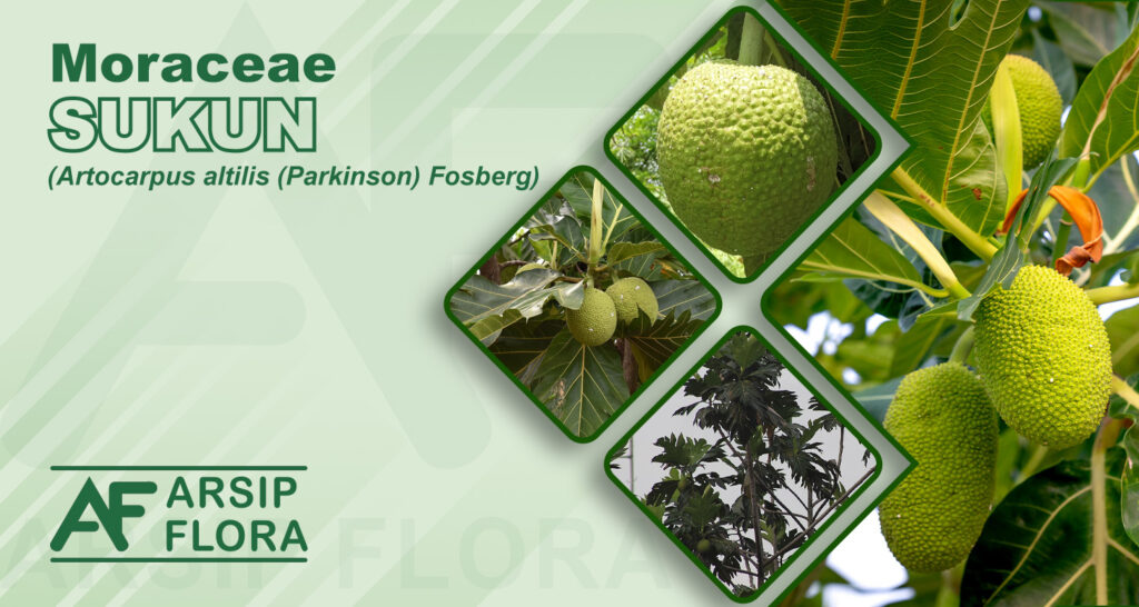 Artocarpus altilis (Parkinson) Fosberg (Sukun)
